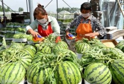 吃瓜的季节怎样挑熟瓜呢