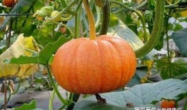 吃嫩瓜南瓜品种,探寻南瓜新宠——吃嫩瓜南瓜品种大揭秘