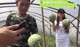 西瓜直播吃瓜群众,吃瓜群众的狂欢盛宴